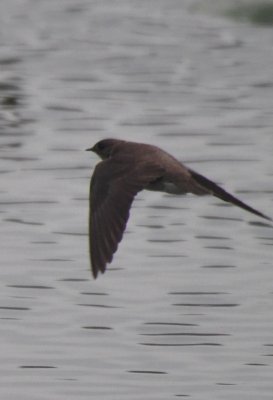 Northern Rough-winged Swallow