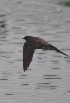 Northern Rough-winged Swallow