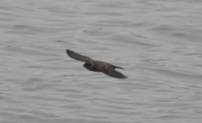 Northern Rough-winged Swallow