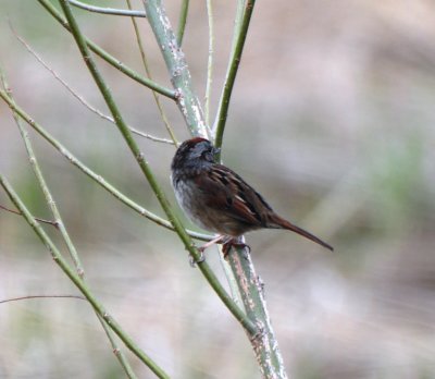 Alternate Plumaged Male Swamp Sparrow