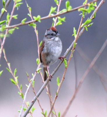 Alternate Plumaged Male Swamp Sparrow