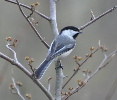 Black-capped Chickadee