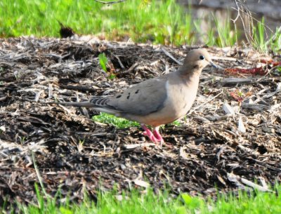 Mourning Dove