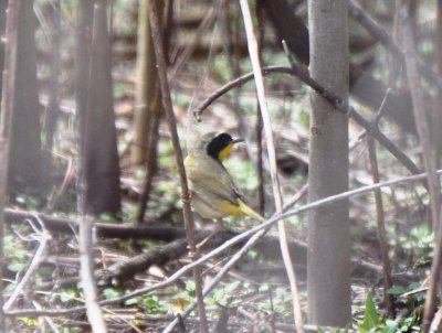 Male Eastern Common Yellowthroat