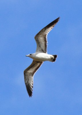 Juvenile Ring-billed Gull