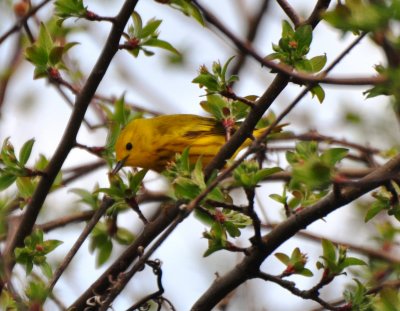 Male Eastern Yellow Warbler