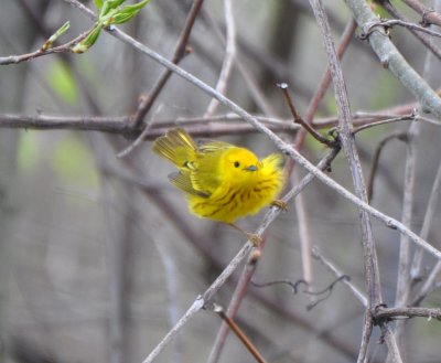 Male Eastern Yellow Warbler