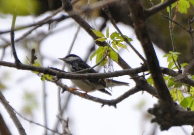 Male Blackpoll Warbler