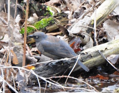 Alternate Plumaged Female Rusty Blackbird