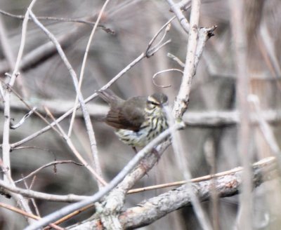 Northern Waterthrush