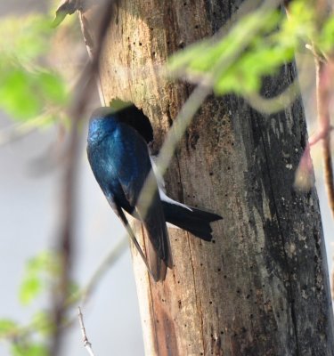 Tree Swallow at nest cavity