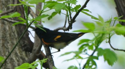 American Redstart, Male