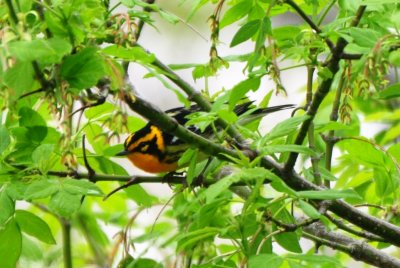 Blackburnian Warbler, Male Alternate Plumaged