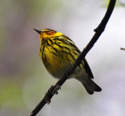 Cape May Warbler, Male Alternate Plumaged
