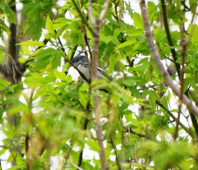 Cerulean Warbler, Male