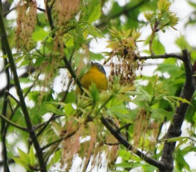 Nashville Warbler, Male