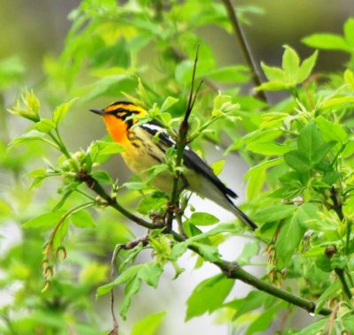 Blackburnian Warbler, Male Alternate Plumaged