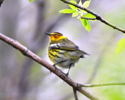 Cape May Warbler, Male Alternate Plumaged