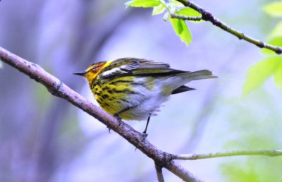 Cape May Warbler, Male Alternate Plumaged