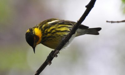 Cape May Warbler, Male Alternate Plumaged