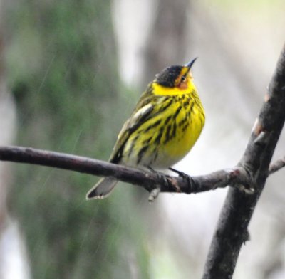 Cape May Warbler, Male Alternate Plumaged
