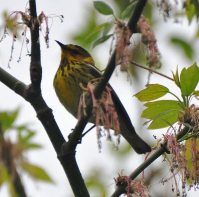 Cape May Warbler, Male Alternate Plumaged