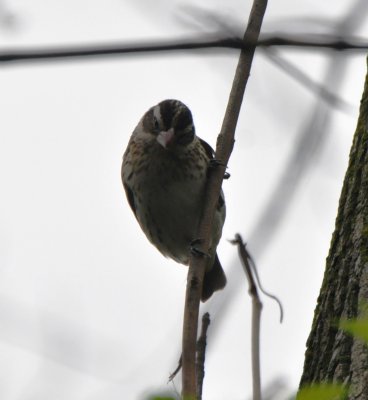 Rose-breasted Grosbeak, Female Alternate Plumaged