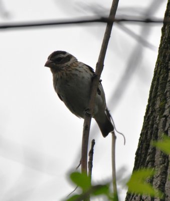 Rose-breasted Grosbeak, Female Alternate Plumaged