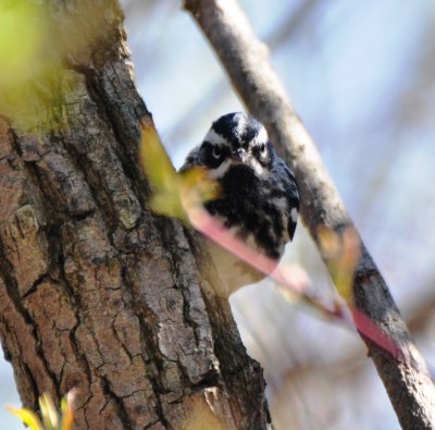 Black-and-white Warbler, Male Alternate Plumage