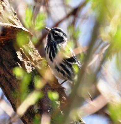 Black-and-white Warbler, Male Alternate Plumage