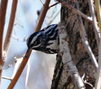 Black-and-white Warbler, Male Alternate Plumage