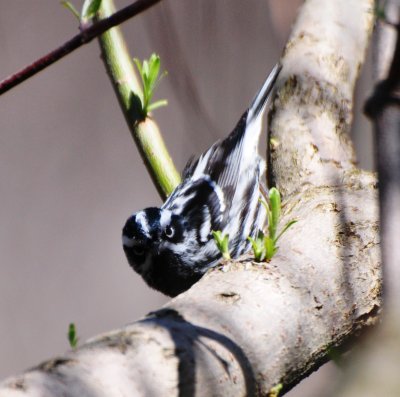 Black-and-white Warbler, Male Alternate Plumage