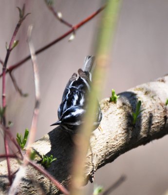 Black-and-white Warbler, Male Alternate Plumage