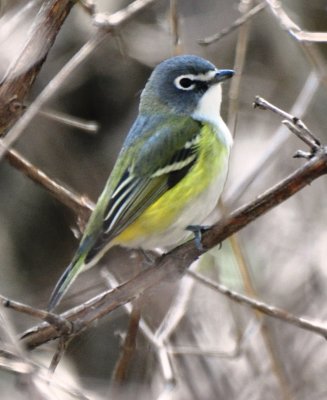 Northern Blue-headed Vireo, 1st Fall Plunmage