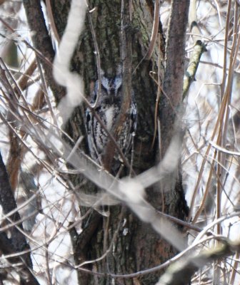 Gray Eastern Screech-Owl