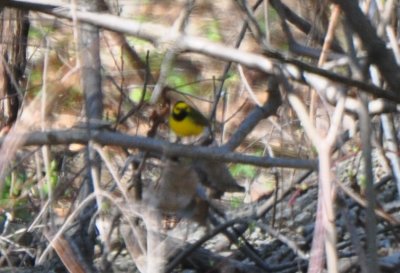 Hooded Warbler, Male