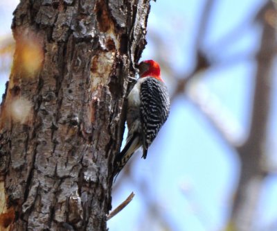 Red-bellied Woodpecker, Male