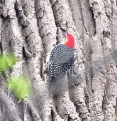 Red-bellied Woodpecker, Male