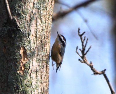 Red-breasted Nuthatch, Male