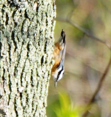 Red-breasted Nuthatch, Male