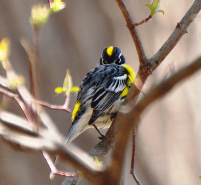 Myrtle Yellow-rumped Warbler, Male Alternate Plumage