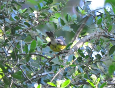 Canada Warbler, Male