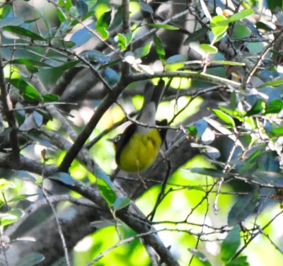 Canada Warbler, Male
