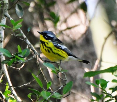 Magnolia Warbler, Male Alternate Plumage