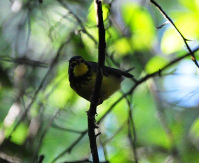 Canada Warbler, Male Alternate Plumage