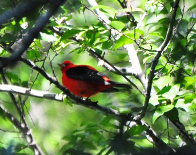 Scarlet Tanager, Male Alternate Plumage