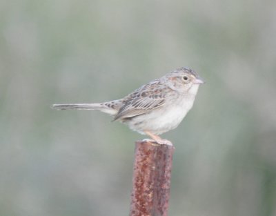 Cassin's Sparrow