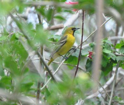 1st Summer Orchard Oriole