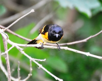 American Redstart, Male Alternate Plumage