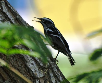 Black-and-white Warbler, Male Alternate Plumage
